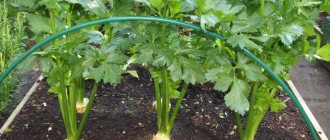Root celery