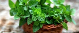 Basket with mint