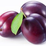 beautiful plum