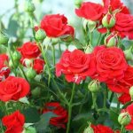 Красная цветущая роза в саду