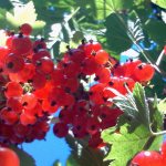 Red currants in the garden