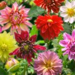 Colorful dahlia Gallery: review of the best varieties and secrets of cultivation