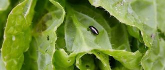 Cruciferous flea beetle on cabbage