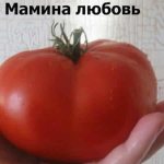 &#39;Large-fruited variety from Bulgarian breeders - tomato &quot;Mama&#39;s Love&quot;&#39; width=&quot;800