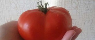'Крупноплодный сорт от болгарских селекционеров - томат "Мамина любовь"' width="800