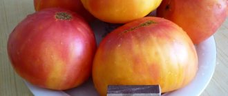 &#39;A large-fruited variety that summer residents are delighted with - the &quot;Mystery of Nature&quot; tomato&#39; width=&quot;800