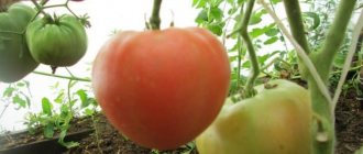 A large-fruited variety with a delicate taste for dietary nutrition - tomato {amp}quot;Tsar Bell{amp}quot;