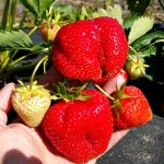 Крупные ягоды клубника сорт Априка
