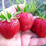 Крупные ягоды клубники Дарселект на ладони