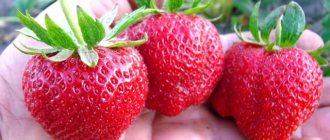 Крупные ягоды клубники Дарселект на ладони