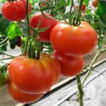 'Крупный и неприхотливый в уходе томат "Семейный f1": выращиваем самостоятельно, избегая ошибок' width="800