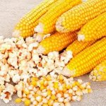 кукуруза для попкорна