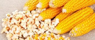 кукуруза для попкорна