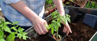 Tomato cultivation