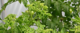 Курчавость томатов - меры борьбы и лечение в теплице
