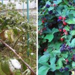 Blackberry bush in winter and summer