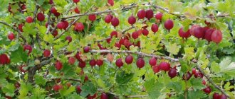 Gooseberry bush