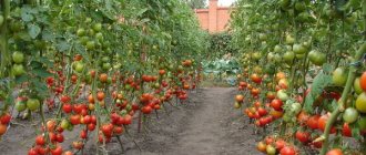 tomato bushes in open ground