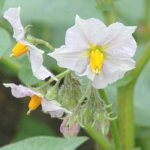 medicinal properties of potato flowers