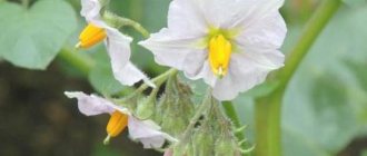 medicinal properties of potato flowers
