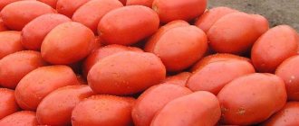 &#39;The legendary hybrid - tomato &quot;Inkas&quot;: why it is so loved in different countries, and why you will like it&#39; width=&quot;800