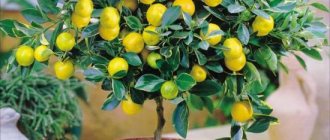 лимонное деревце