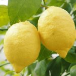 Лимоны на ветке