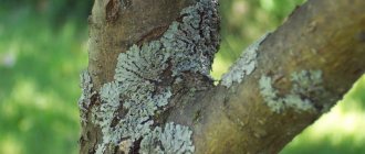 Lichen diseases of apple trees: description with photographs