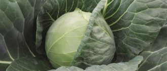 The best Dutch varieties and hybrids of white cabbage