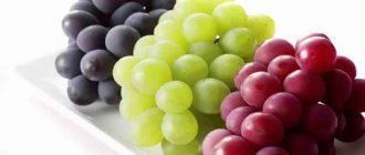 The best frost-resistant grape varieties: characteristics, description, selection criteria