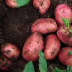 &#39;The best early potato varieties: &quot;Orchid&quot;, &quot;Lady Claire&quot;, &quot;Assol&quot;