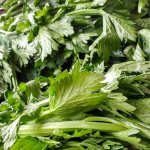 The best recipes for preparing leaf celery for the winter
