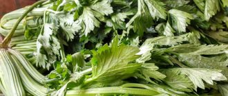 The best recipes for preparing leaf celery for the winter