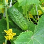 The best self-pollinating varieties of cucumbers for pickling and canning