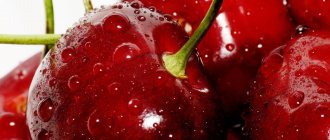 The best self-fertile and low-growing varieties of cherries for growing in central Russia: planting and care
