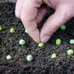 The best pea varieties for planting