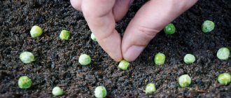 The best pea varieties for planting