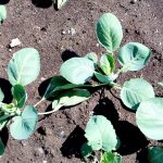 the best varieties of cabbage with photos and descriptions - cabbage seedlings