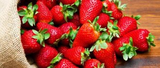 The best strawberry varieties for the Moscow region