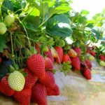 The best varieties of strawberries in central Russia