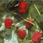 The best raspberry varieties for the Moscow region