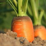 The best varieties of carrots for open ground