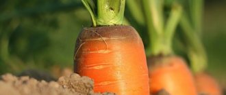 Лучшие сорта моркови для открытого грунта