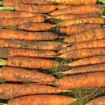 The best varieties of carrots - photos and detailed descriptions, reviews