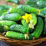 The best varieties of cucumbers for greenhouses: photos, names and descriptions (catalog)