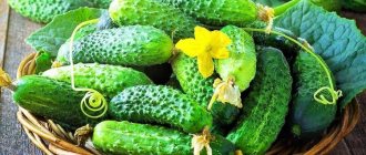 The best varieties of cucumbers for greenhouses: photos, names and descriptions (catalog)