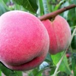 The best peach varieties for the Moscow region