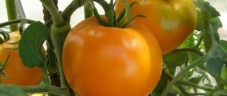 The best tomato varieties for central Russia introduction