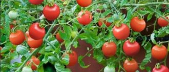 The best varieties of cherry tomatoes for open ground and greenhouses