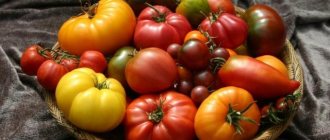 The best tomato varieties for 2018